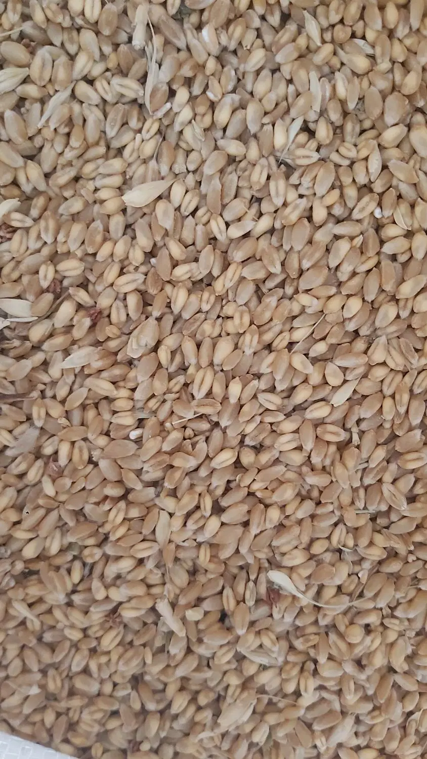 گندم|خوردنی و آشامیدنی|مبارکه, |دیوار