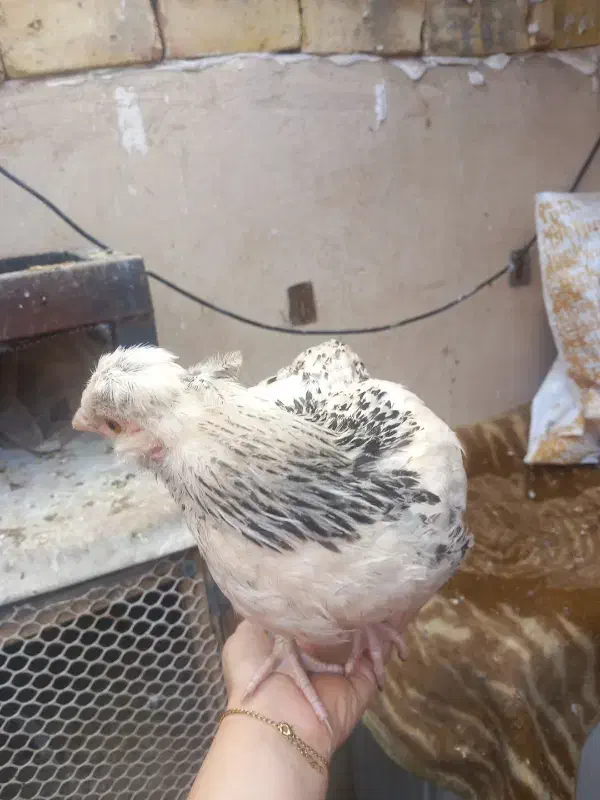 نوچه|مصالح و تجهیزات ساختمان|قم, چهل اختران|دیوار