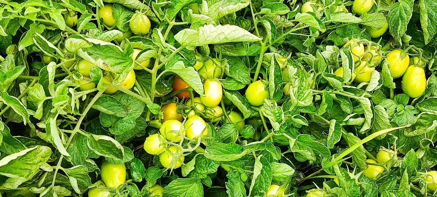 گوجه|خوردنی و آشامیدنی|شیروان (خراسان), |دیوار