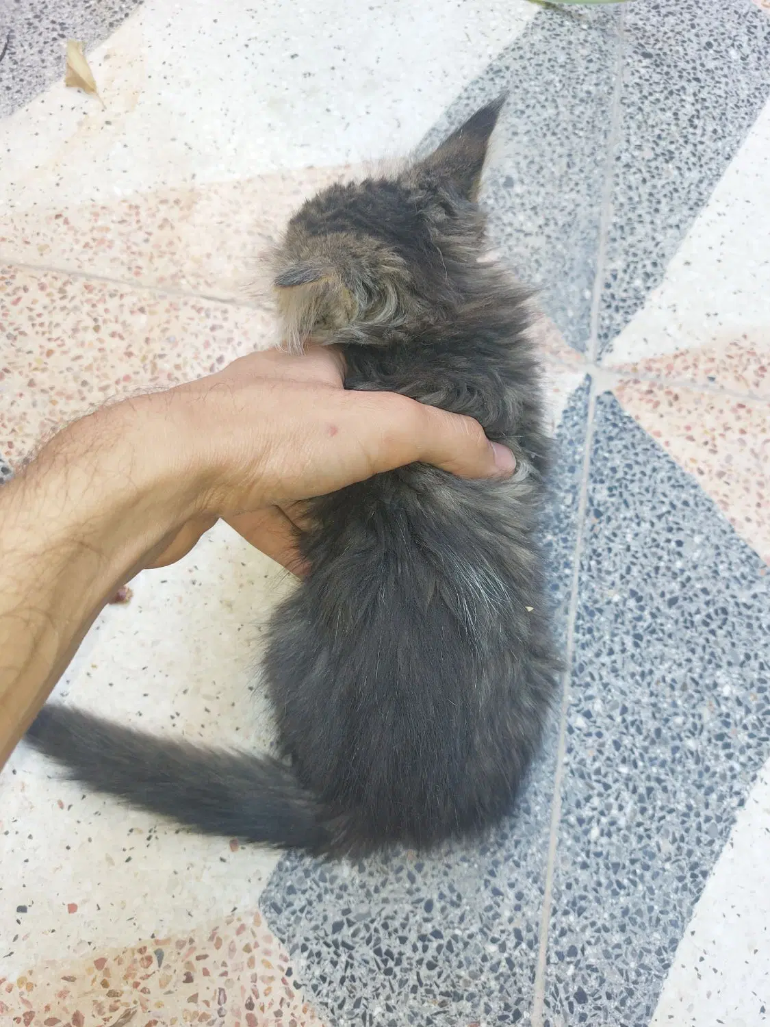 گربه|گربه|اصفهان, فیض|دیوار