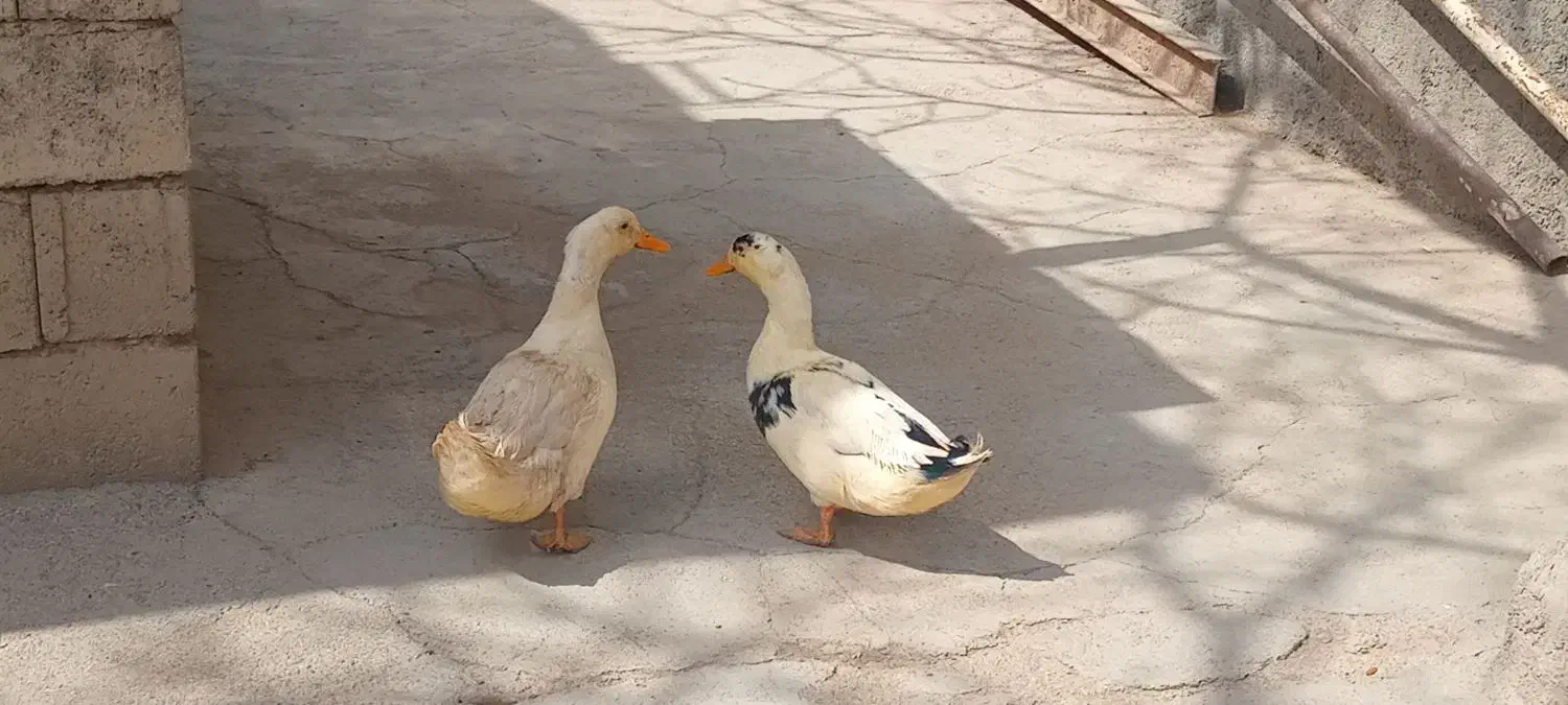 دوعدد اردک نر|حیوانات مزرعه|آبسرد, |دیوار