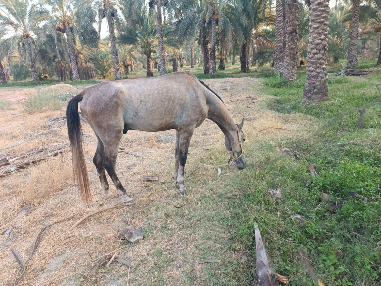 اسب|اسب و تجهیزات اسب‌سواری|منوجان, |دیوار