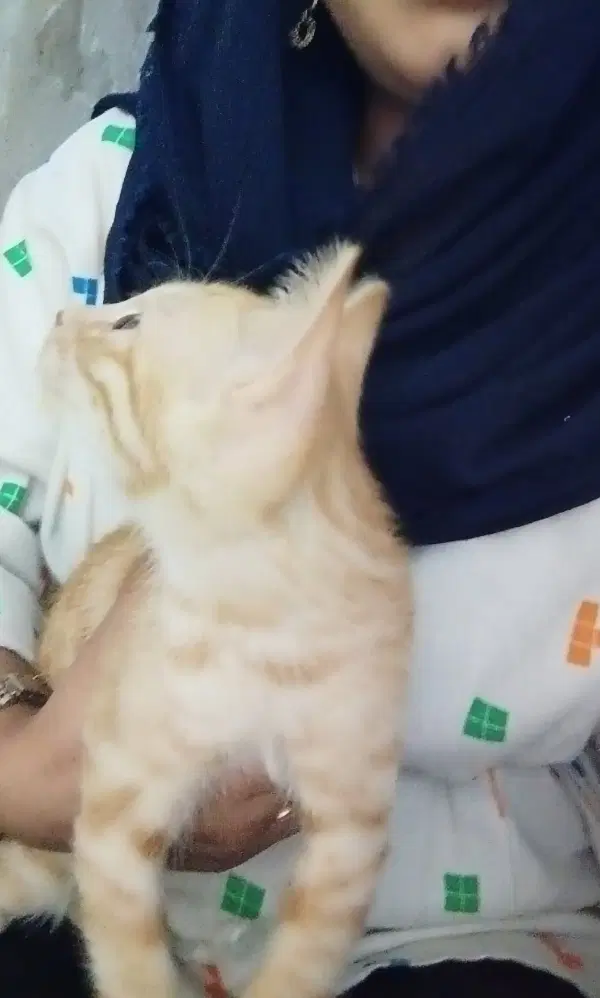 گربه|گربه|نمین, |دیوار