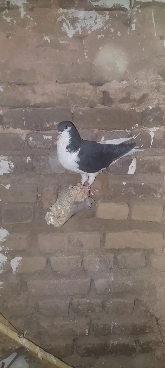 چپ سیاه|حیوانات|سبزوار, کاشفی شمالی (دادگستری)|دیوار