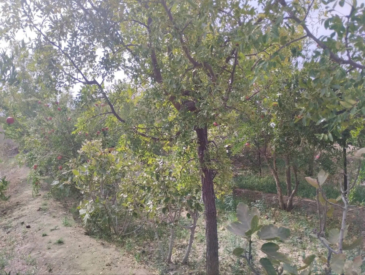 تصویر 13