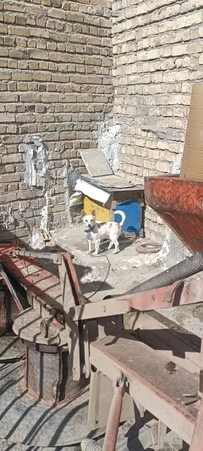 سگ پاکوتاه|سگ|کنگاور, |دیوار