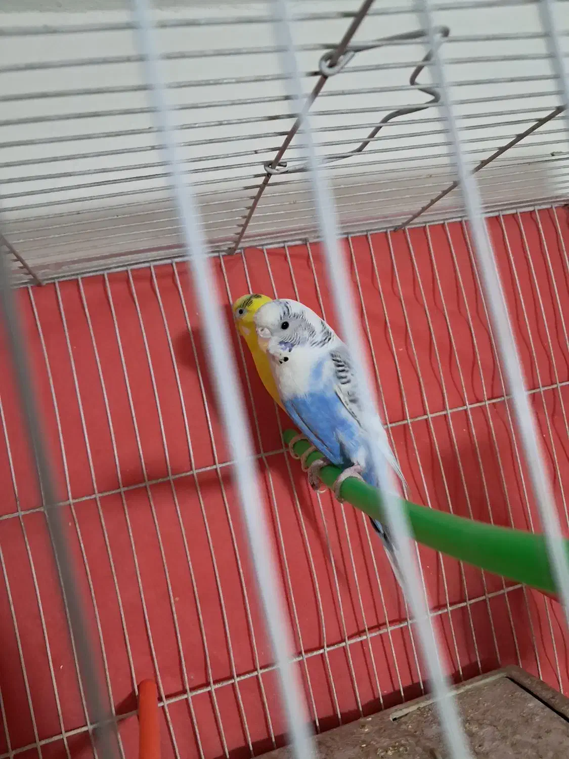 مرغ عشق|پرنده|مشهد, محمدآباد|دیوار