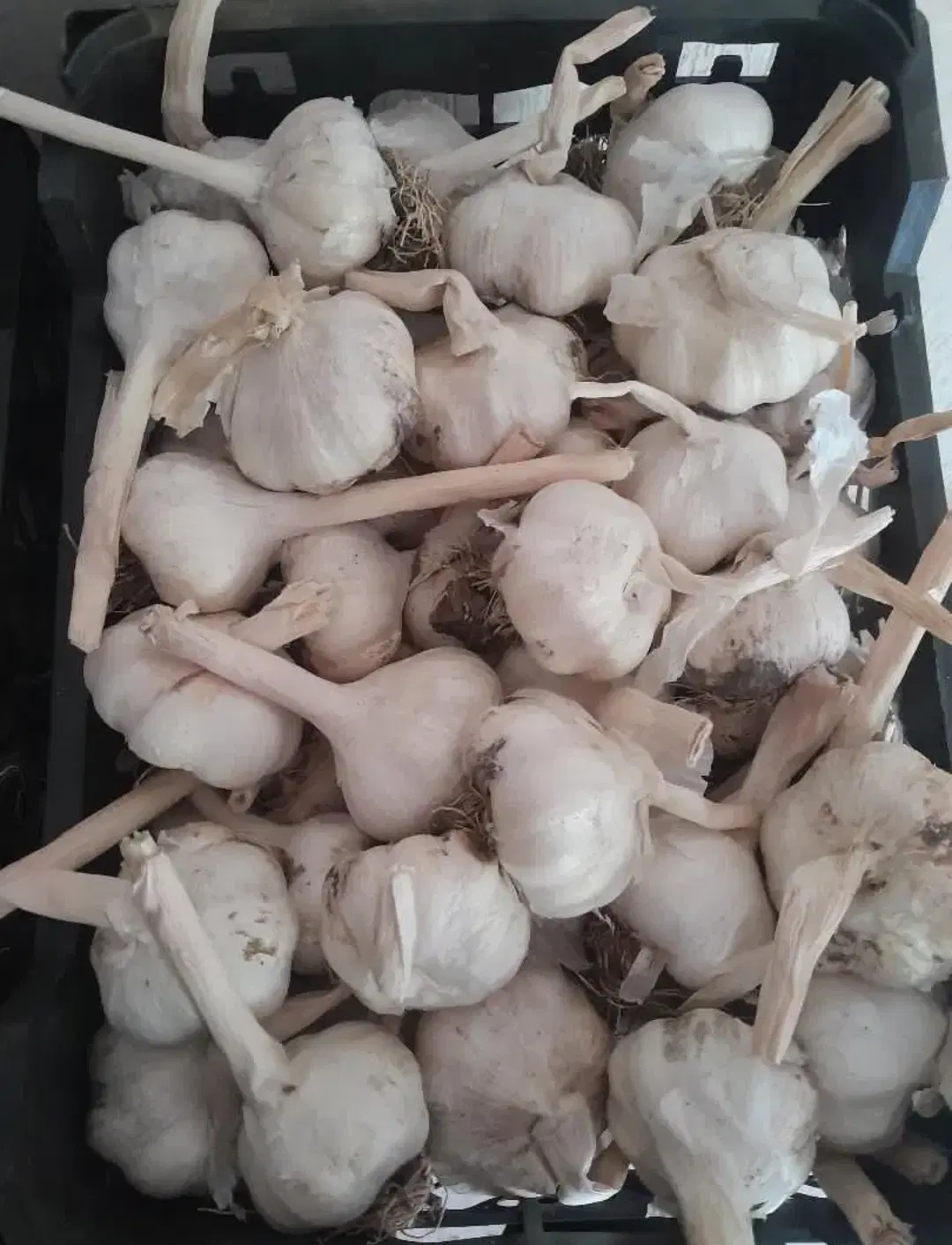 سیر بذری|گل و گیاه طبیعی|پارسآباد, |دیوار