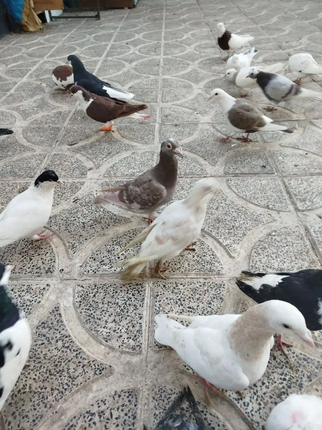 کبوتر|پرنده|الوند, |دیوار