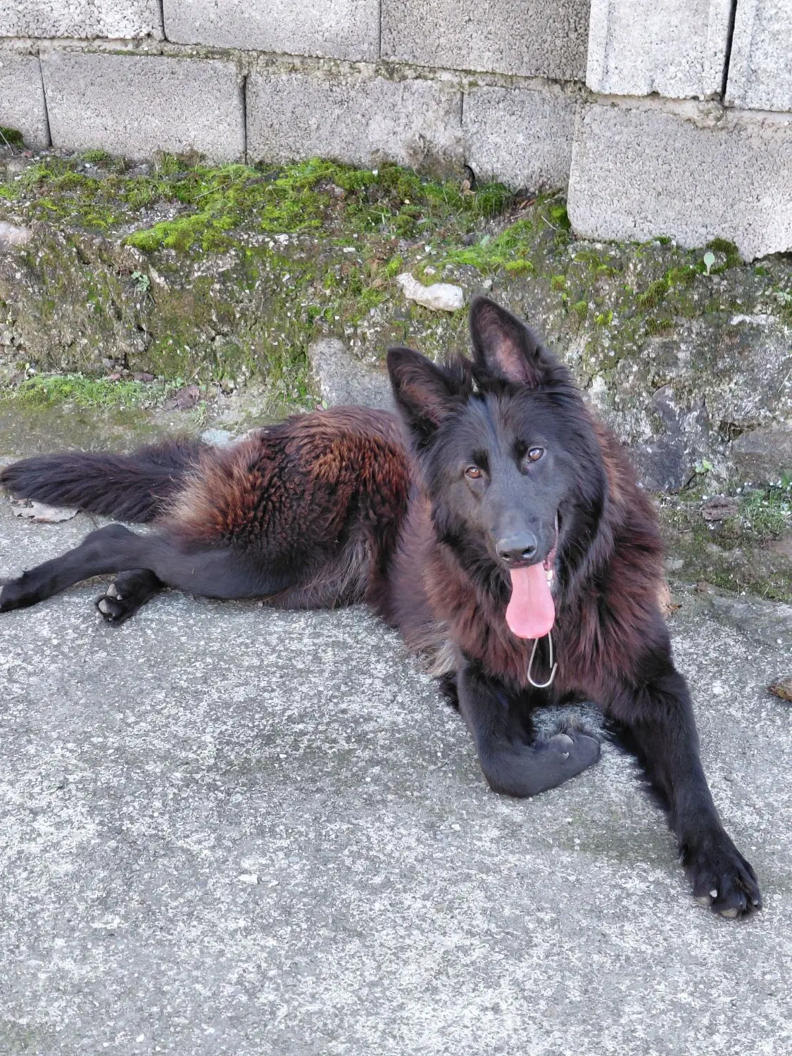 سگ ژرمن|سگ|عباس‌آباد, |دیوار