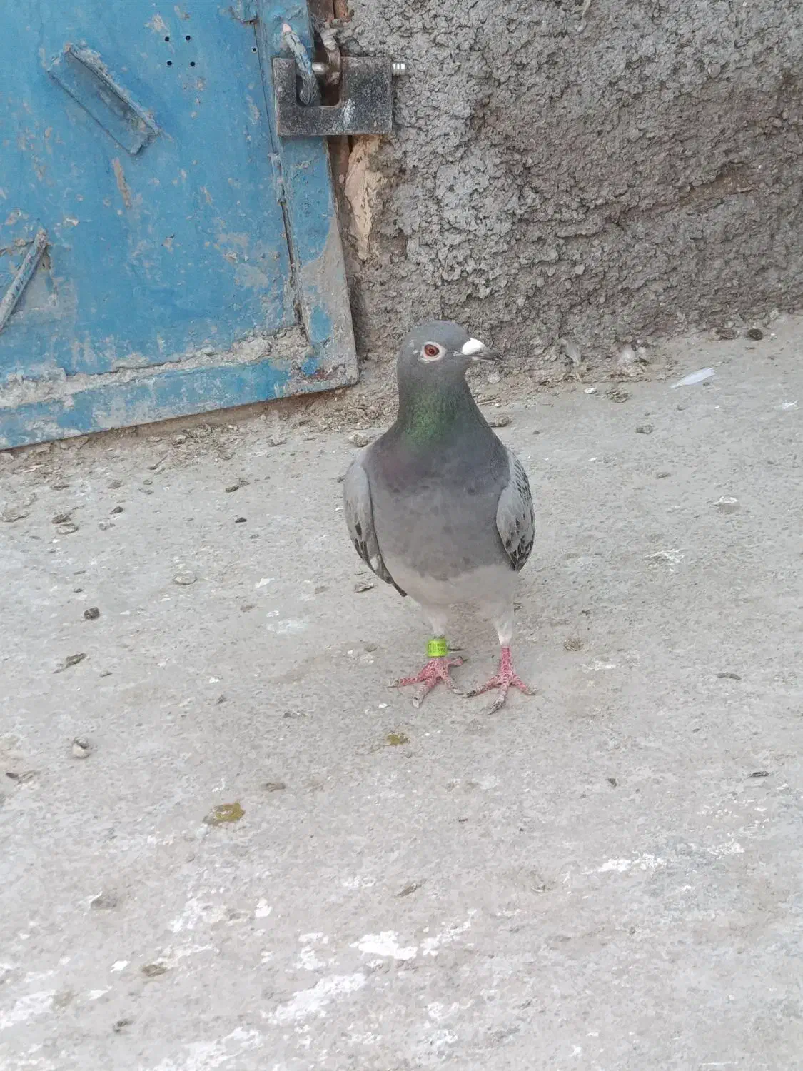 کبوتر|پرنده|اسفراین, |دیوار