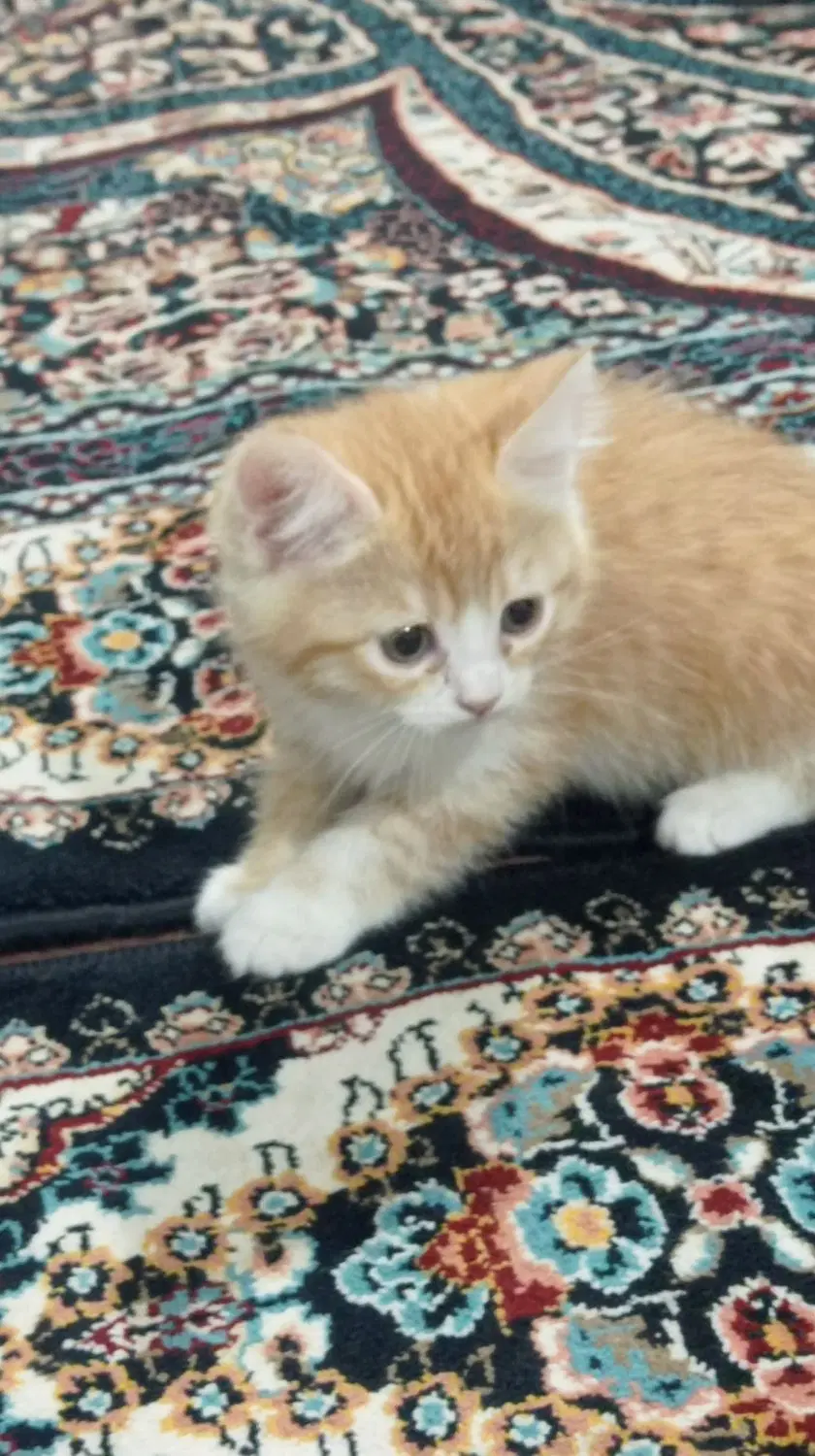 گربه|گربه|میبد, |دیوار