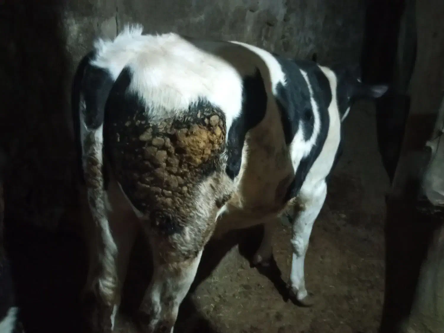 گاونر|حیوانات مزرعه|باغ حلی, |دیوار