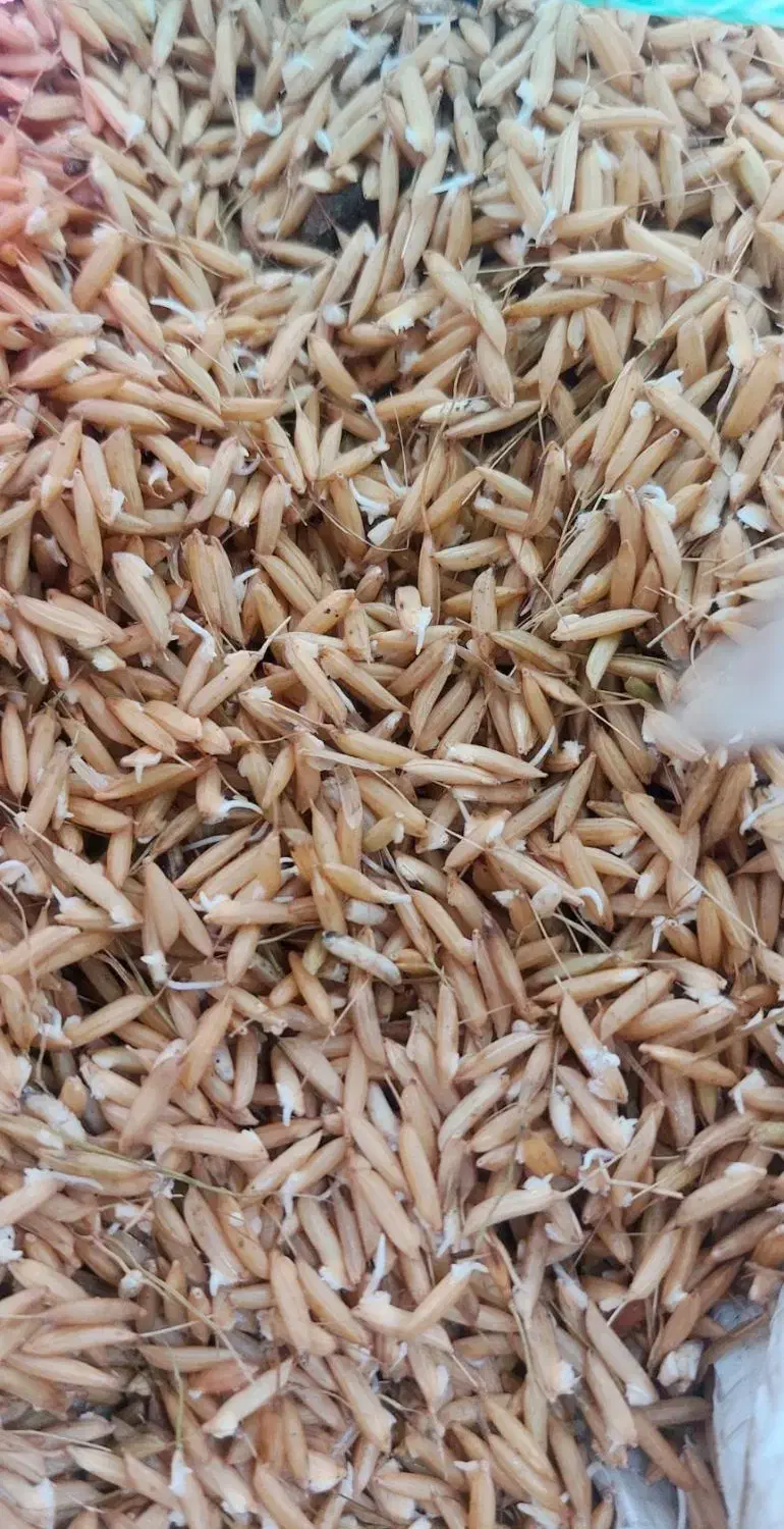 چلتوگ|گل و گیاه طبیعی|چورزق, |دیوار