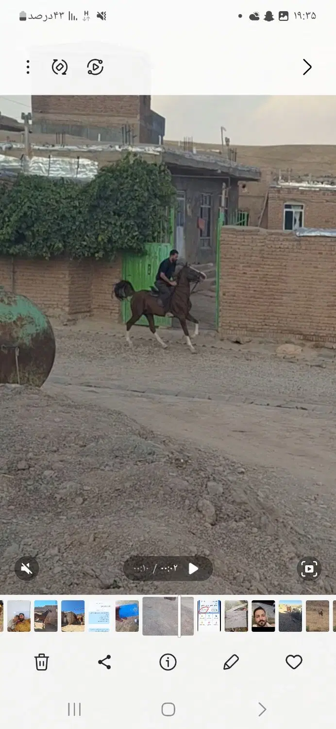 اسب|اسب و تجهیزات اسب‌سواری|مراغه, |دیوار