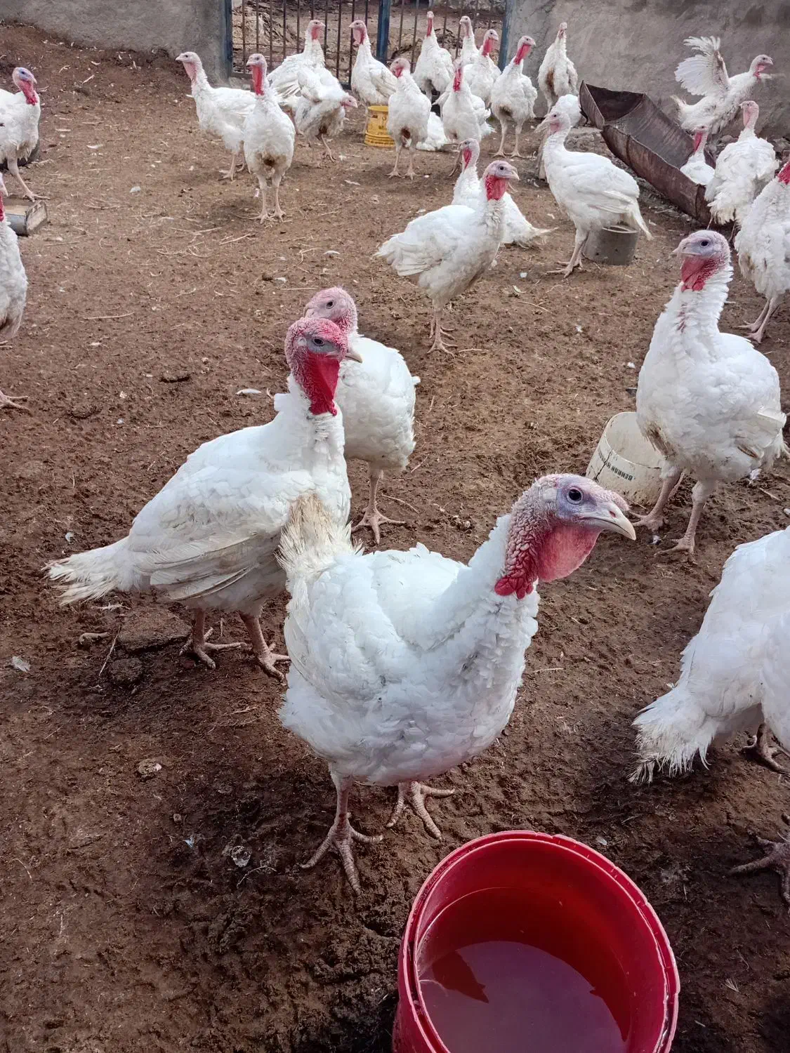 عرضه مستقیم بوقلمون ارگانیک|حیوانات مزرعه|بیرجند, |دیوار