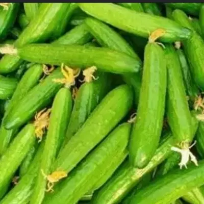 خیار|خوردنی و آشامیدنی|زنجان, |دیوار