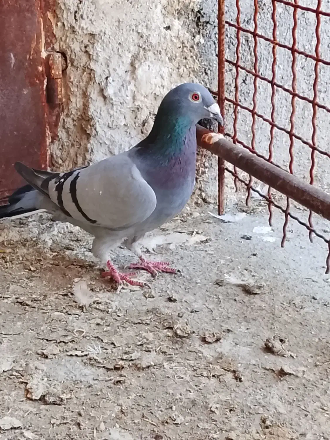 کفتر صید|پرنده|چناران, |دیوار