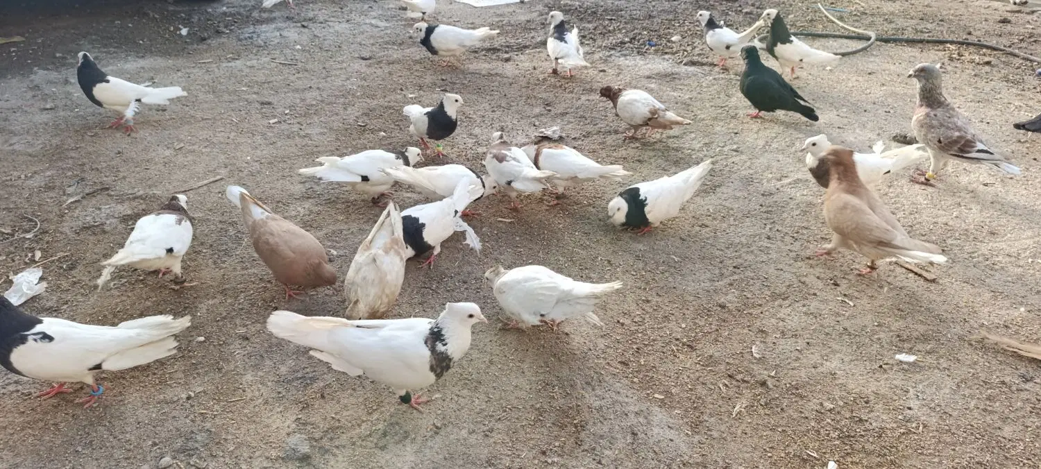 طوقی|پرنده|خرمشهر, |دیوار
