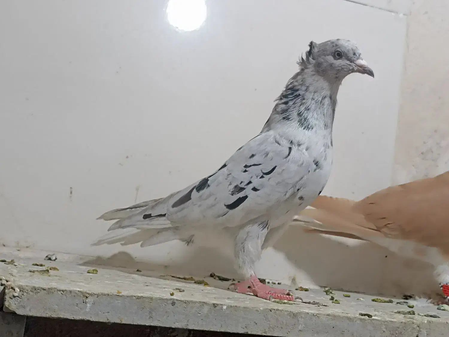 کبوتر|پرنده|داراب, |دیوار