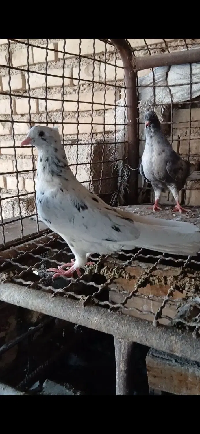 کبوتر|پرنده|کارون, |دیوار