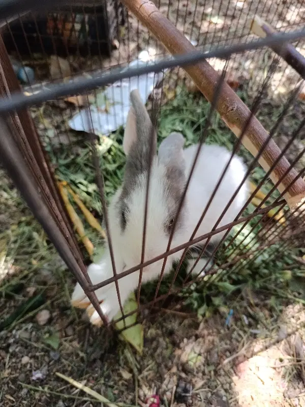 خرگوش|موش و خرگوش|سیرجان, |دیوار