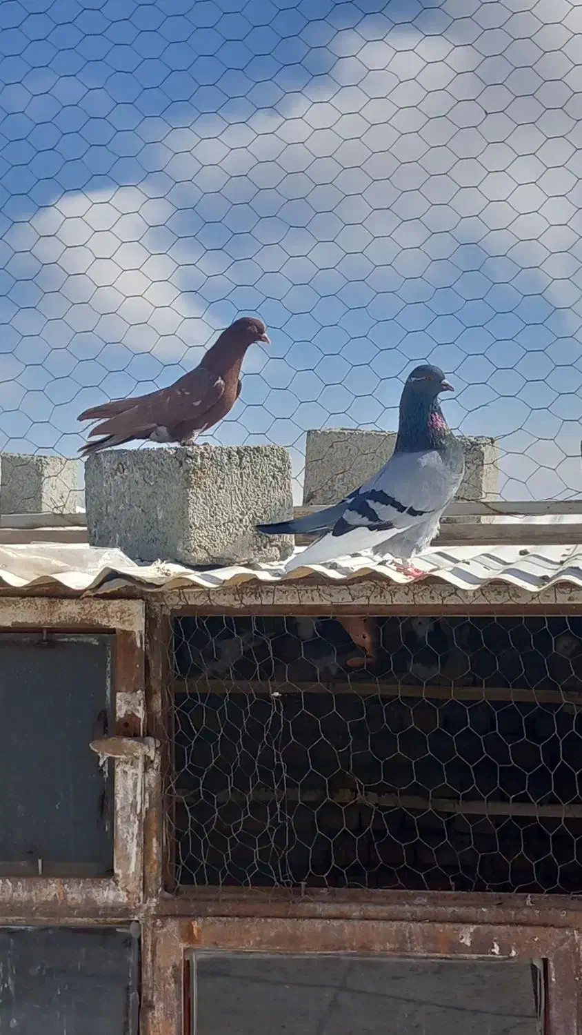 پرنده|پرنده|نقده, |دیوار