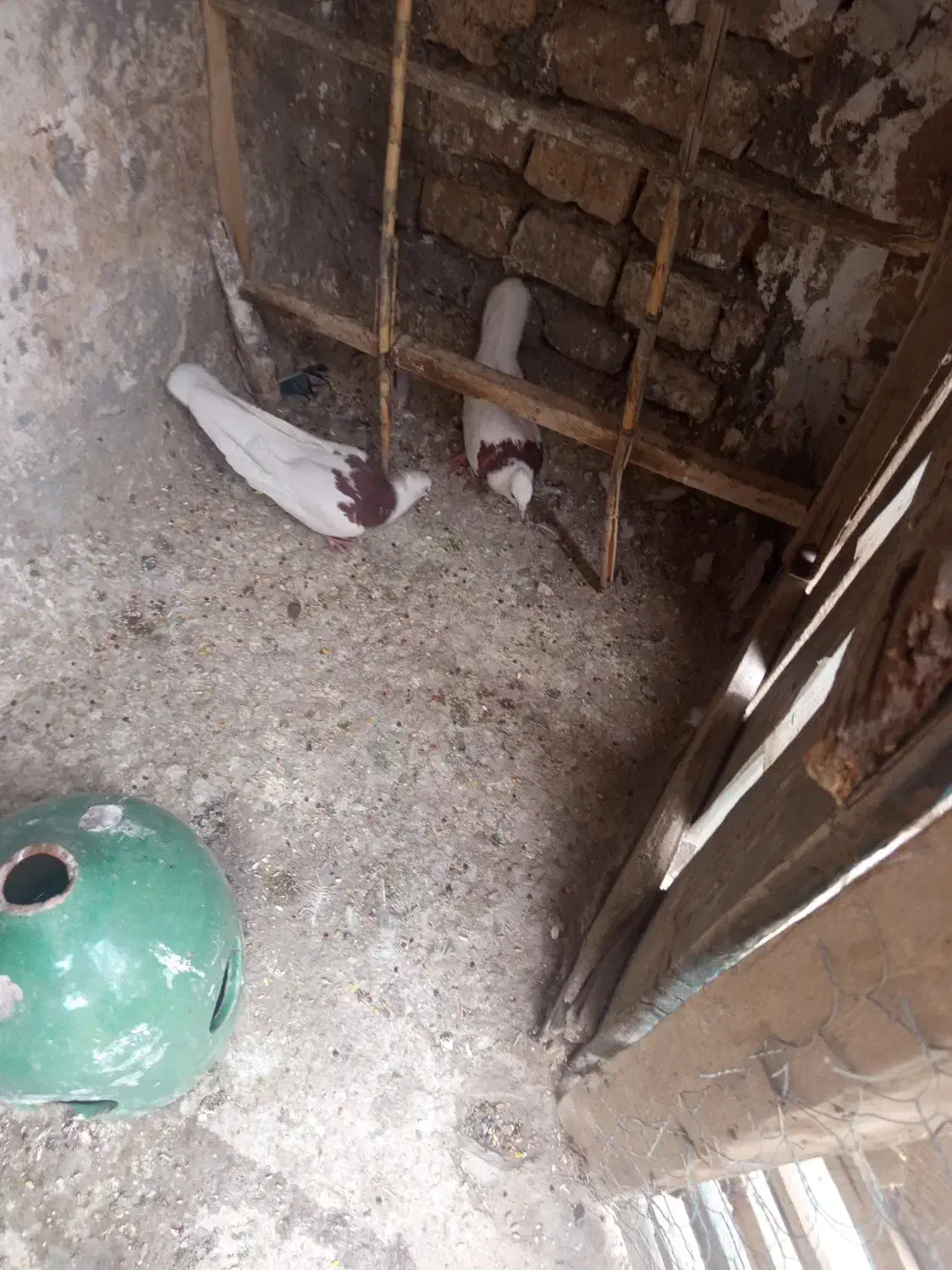 طوقی|پرنده|آران و بیدگل, |دیوار