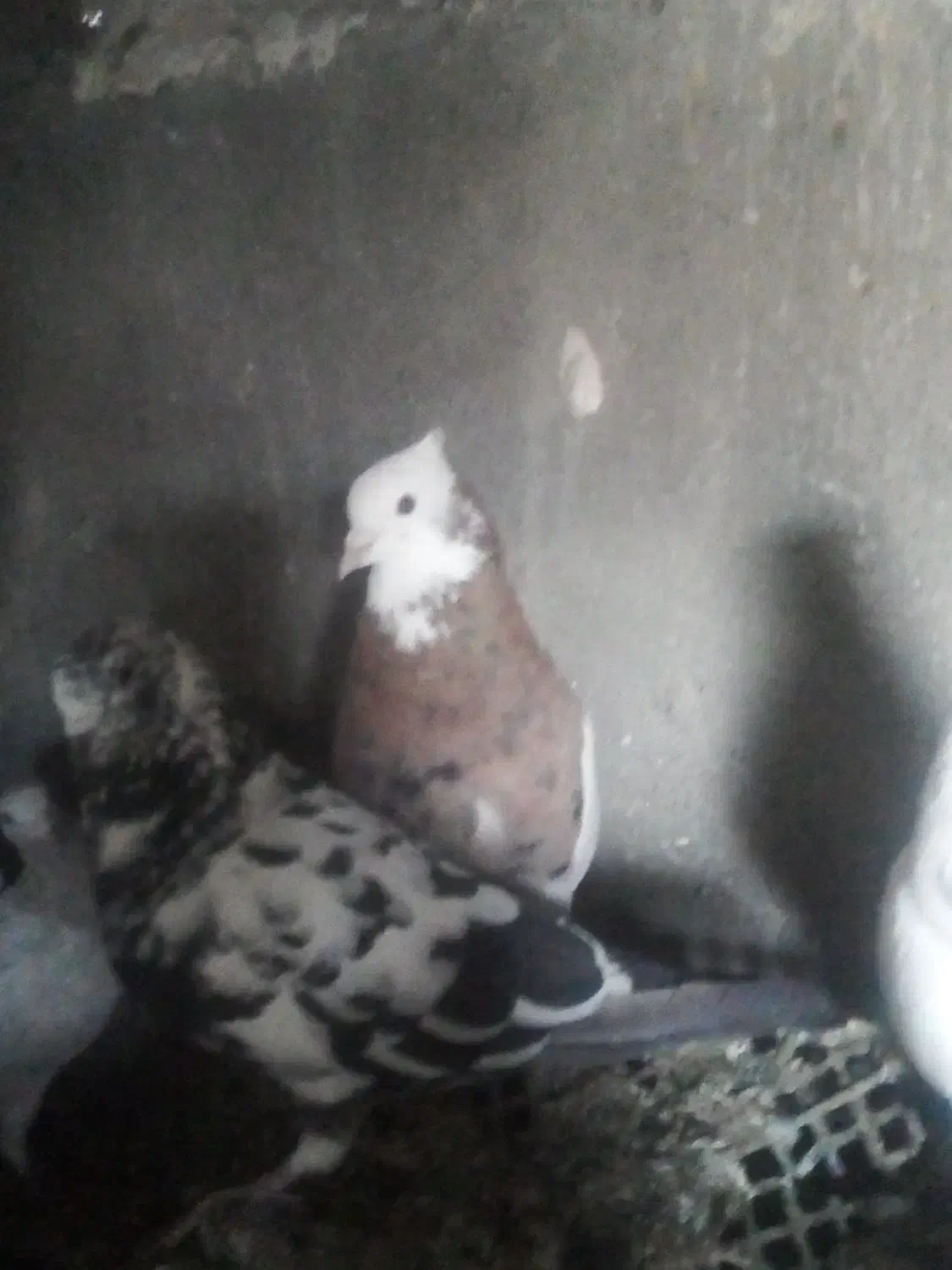 کبوتر|پرنده|اسدآباد, |دیوار