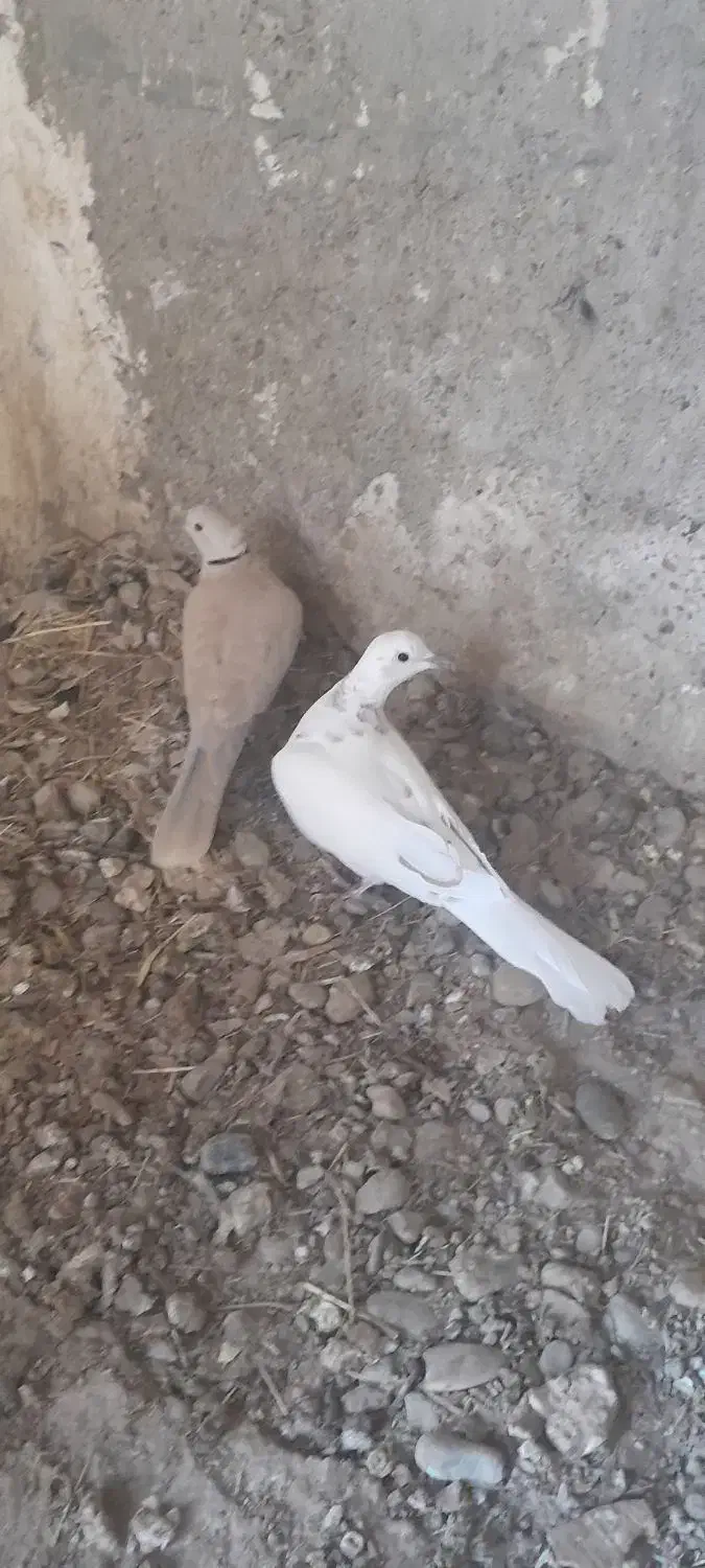 کبوتر|پرنده|زهک, |دیوار