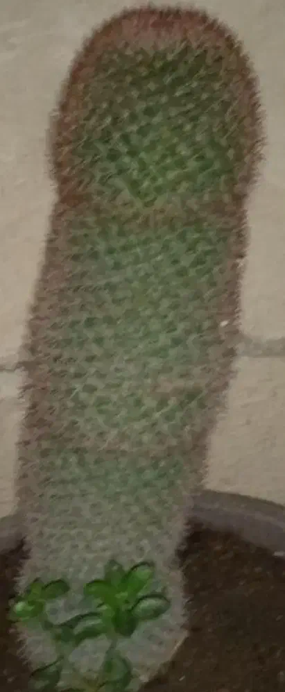 کاکتوس|گل و گیاه طبیعی|قم, صفائیه|دیوار