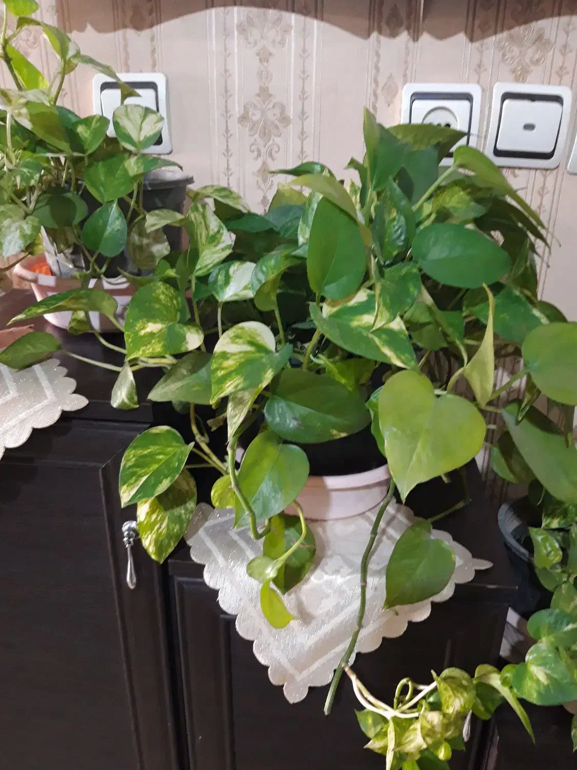 گل زیبا|گل و گیاه طبیعی|کرج, برغان|دیوار