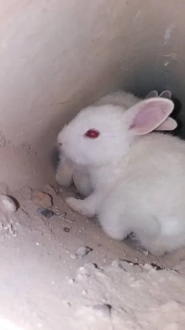 بچه خرگوش خونگی|موش و خرگوش|دزفول, |دیوار