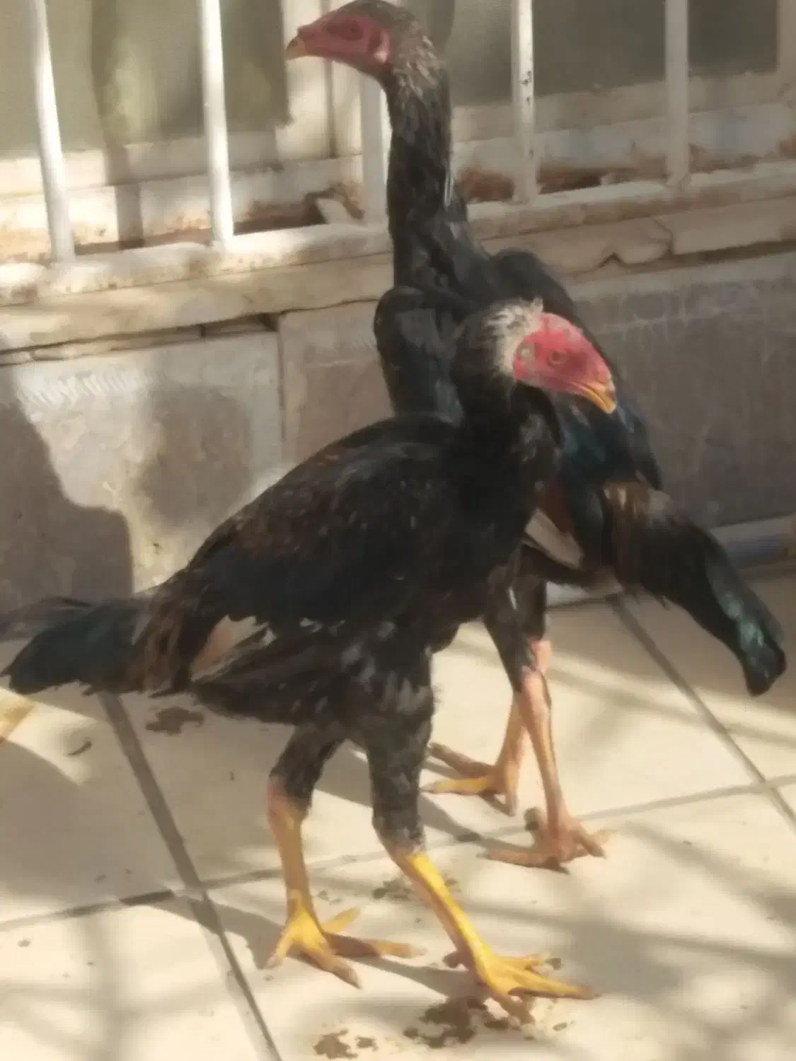 لاری|حیوانات مزرعه|شیراز, دشت چنار|دیوار