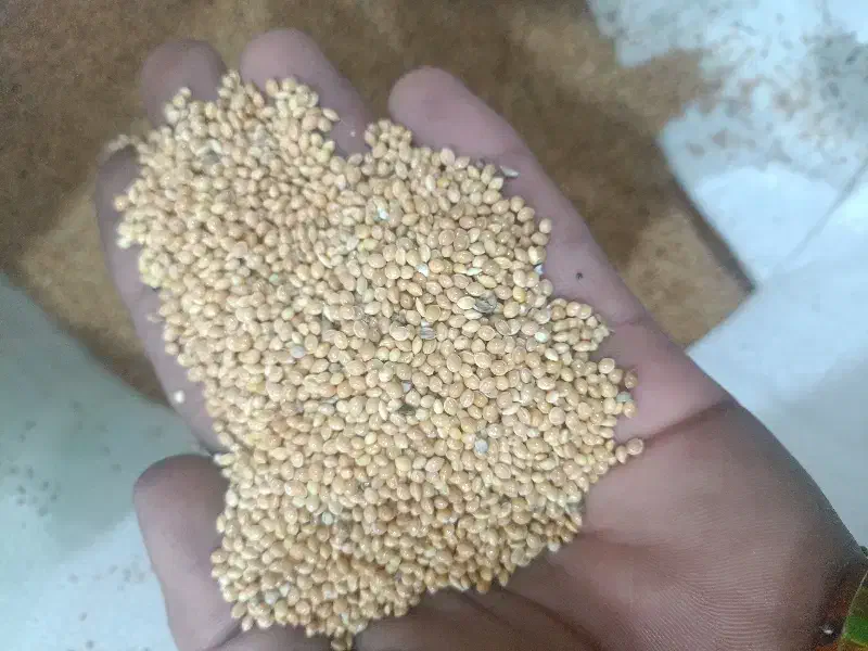 ارزن|لوازم جانبی حیوانات|بندر گناوه, |دیوار