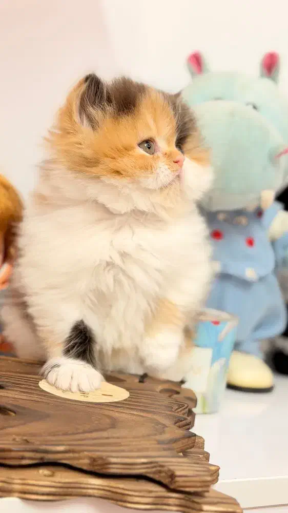 گربه پرشین کوچولو|گربه|قزوین, |دیوار