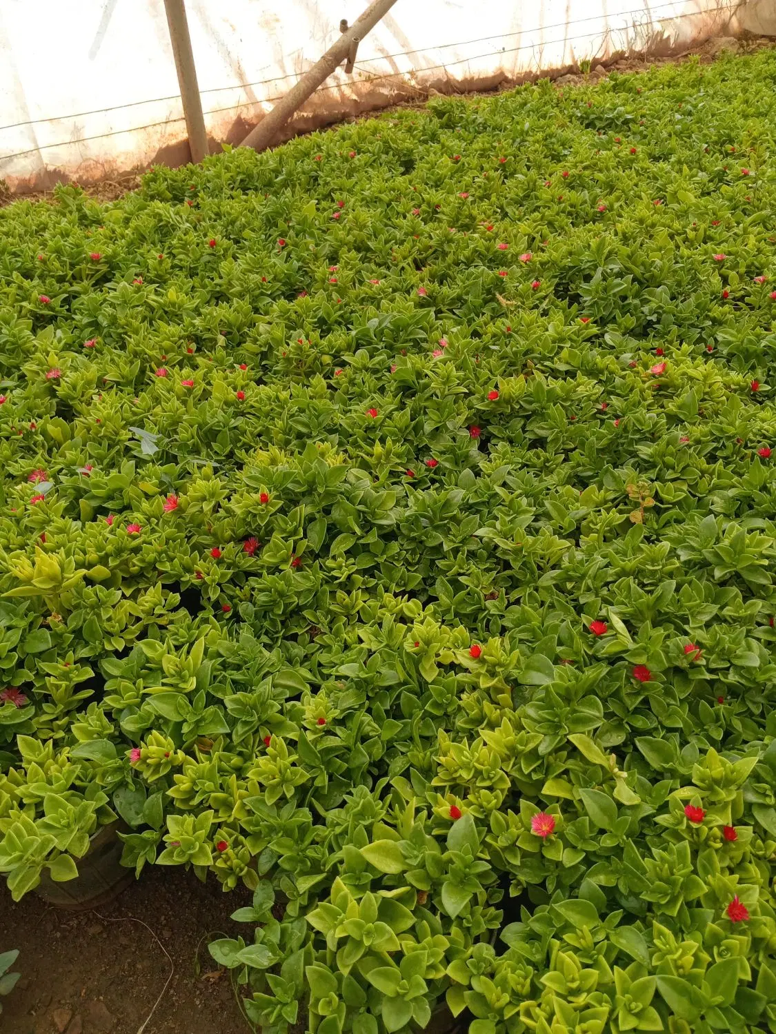 گل ناز|گل و گیاه طبیعی|محلات, |دیوار