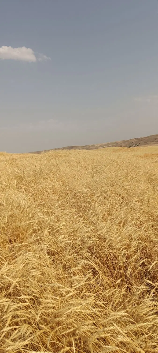 کاه|عمده‌فروشی|بیجار, |دیوار