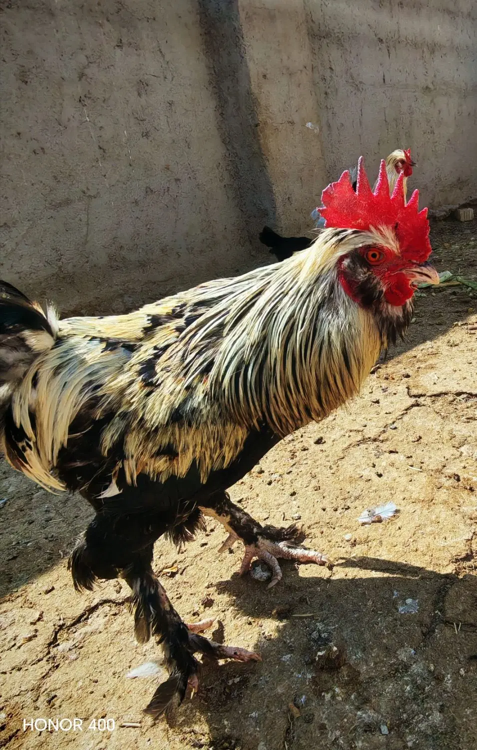 خروس|حیوانات مزرعه|سروستان, |دیوار
