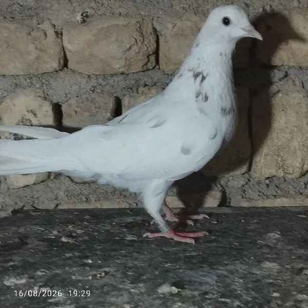 کبوتر|پرنده|الیگودرز, |دیوار