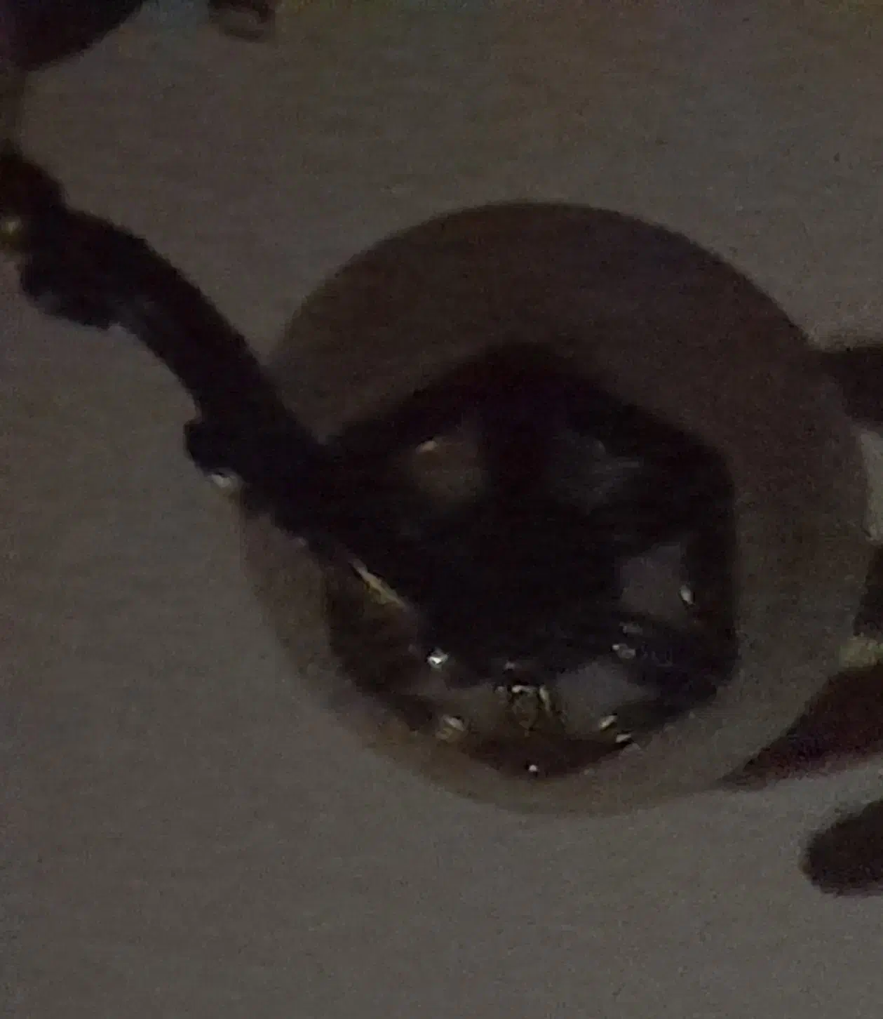 لوستر|لوستر و چراغ آویز|سبزوار, توحیدشهر|دیوار