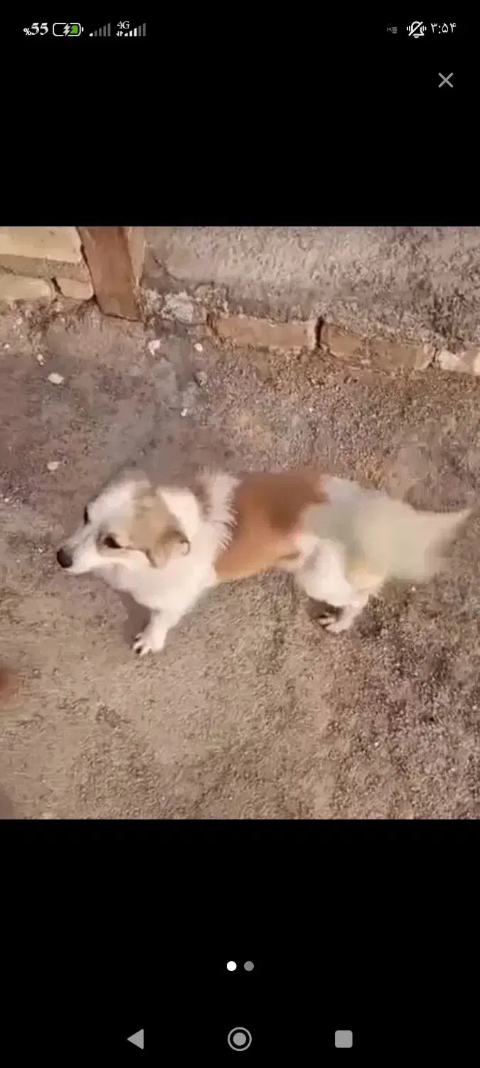 سگ گمشده|حیوانات|سلفچگان, |دیوار