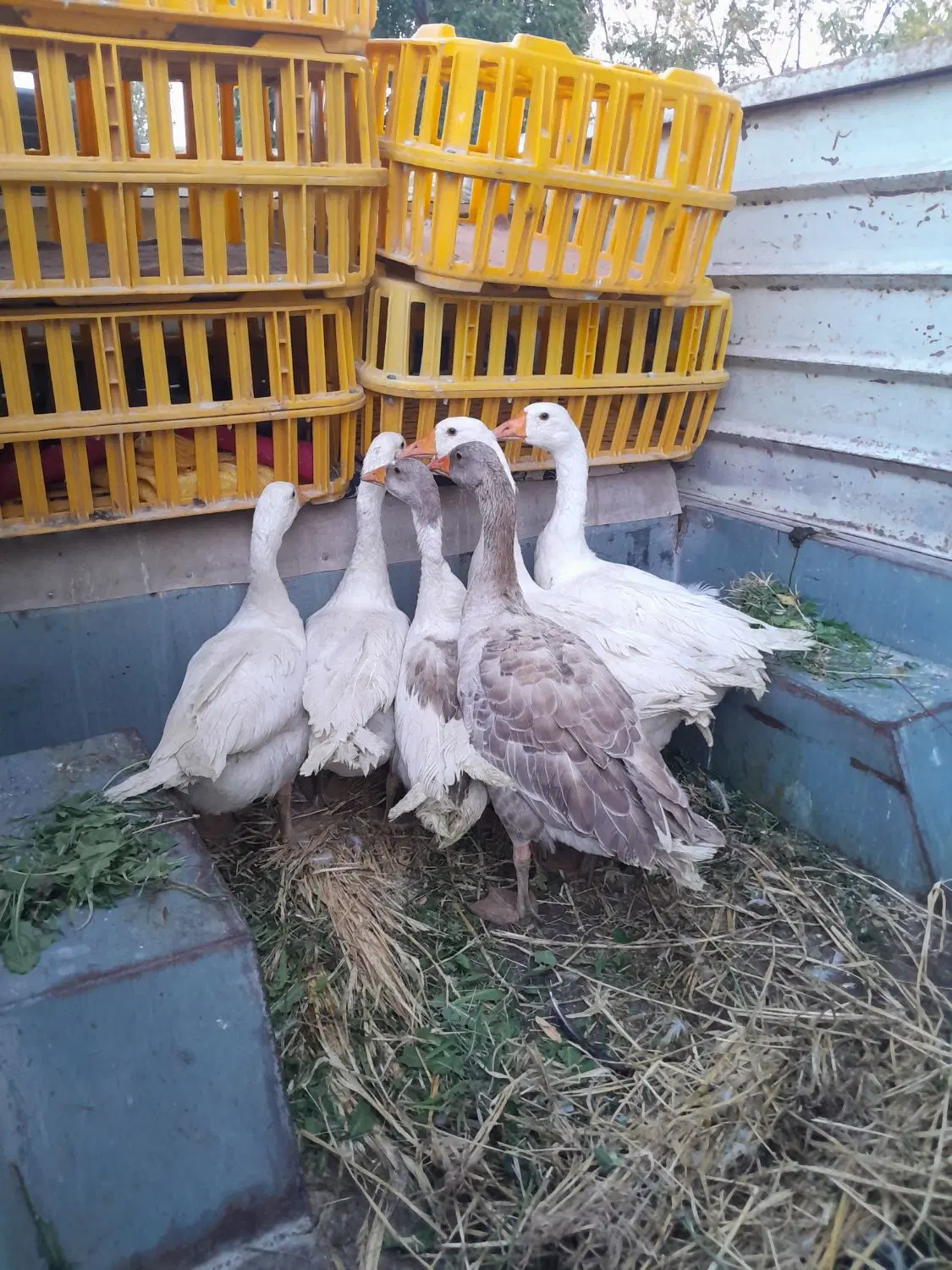 غاز|حیوانات مزرعه|اردبیل, |دیوار