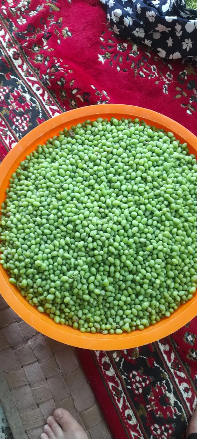 خوردنی|خوردنی و آشامیدنی|همدان, |دیوار