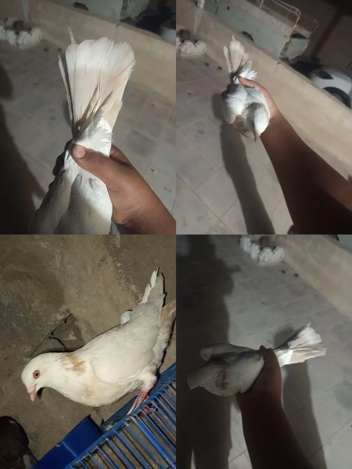 کفتر|پرنده|رفسنجان, |دیوار