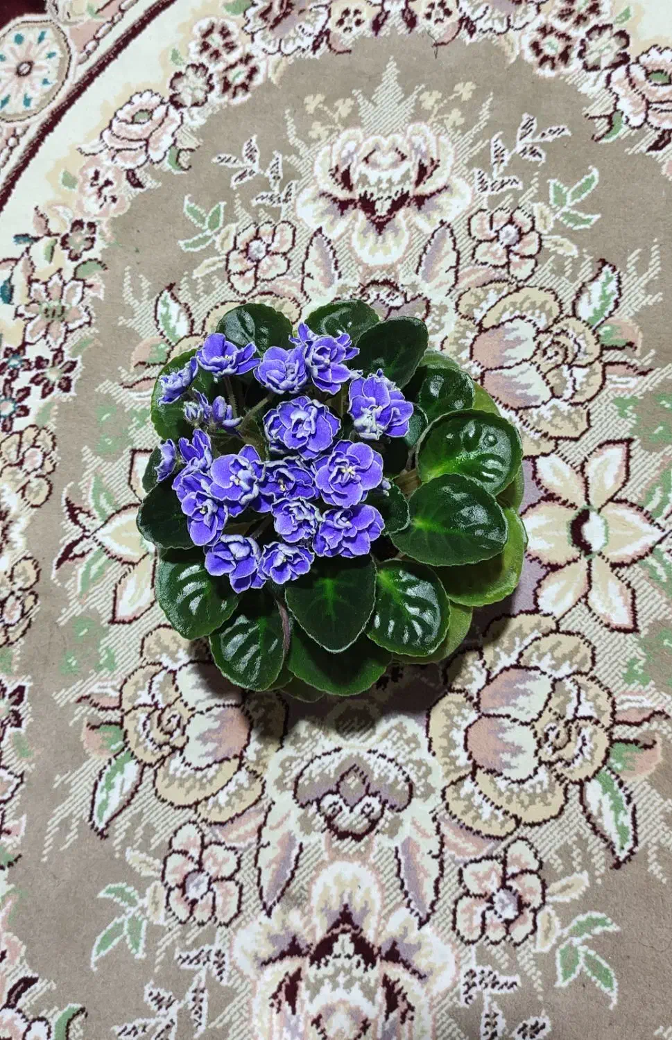 گل بنفشه|گل و گیاه طبیعی|رشت, کوی مهر|دیوار