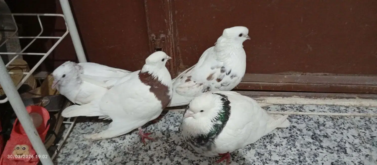 کبوتر|پرنده|دهگلان, |دیوار