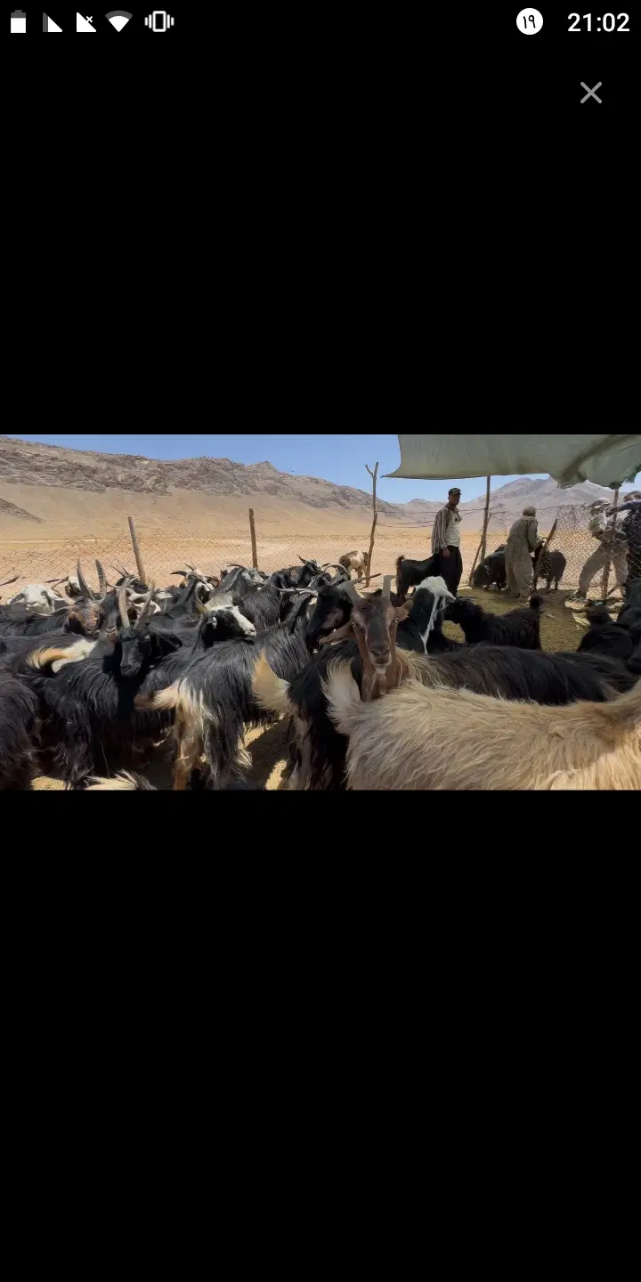 فیلم|فیلم و موسیقی|خمین, |دیوار