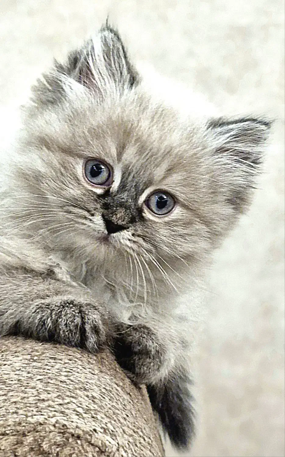 بچه گربه|گربه|کرج, مهرویلا شمالی|دیوار