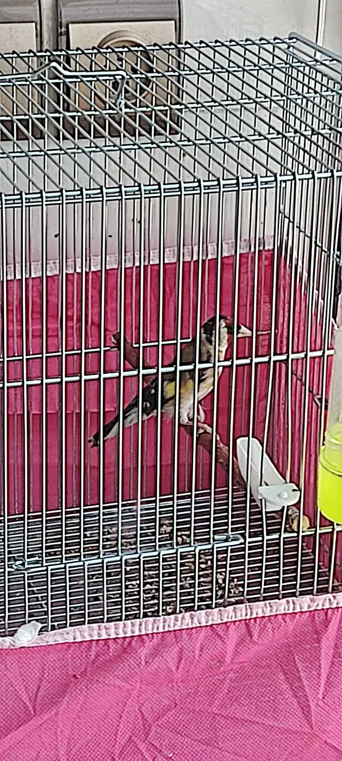 سهره|پرنده|اصفهان, ناصرخسرو|دیوار